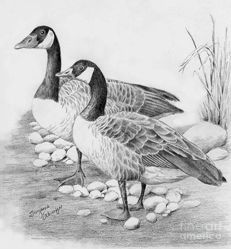 Canadian Geese Drawing, Canadian Goose Drawing, Partridge Drawing, Geese Drawing, Geese Tattoo, Sketch Bird, Bird Sketches, Goose Drawing, Flying Goose