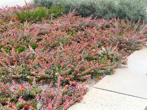 Biological Name: Adenanthos cuneatus 'Coral Drift'  Common Name: Flame Bush Family: Proteaceae (Proteas) Origin: Australia (Australasia) Evergreen: Yes Flower Color: Red Bloomtime: Spring/Fall Synonyms: [Adenanthos cuneata] Height: 2-4 feet Width: 3-5 feet Exposure: Full Sun Seaside: Yes Deer Tolerant: Yes Irrigation (H2O Info): Low Water Needs Winter Hardiness: 15-20° F Plants With Pink Flowers, Australian Garden Design, Australian Natives, Australian Native Garden, Ocean Aesthetic, Australian Garden, Australian Native Plants, Plant Projects, Ground Cover Plants