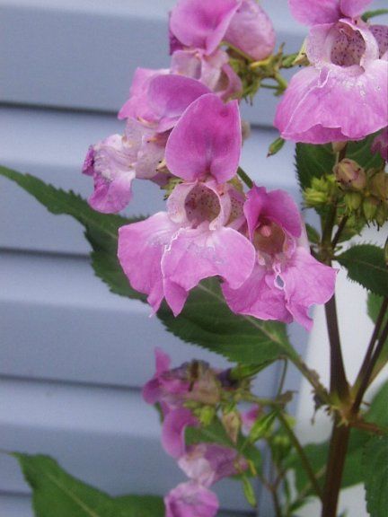 Just found out according to web site that this touch me not also called a Himalayan Impatiens. Ontario Wildflowers, Bach Flowers, Flower Bed Designs, Silicone Food Covers, Flora Flowers, Flower Gardening, Tomato Garden, Gorgeous Gardens, Gardening Supplies