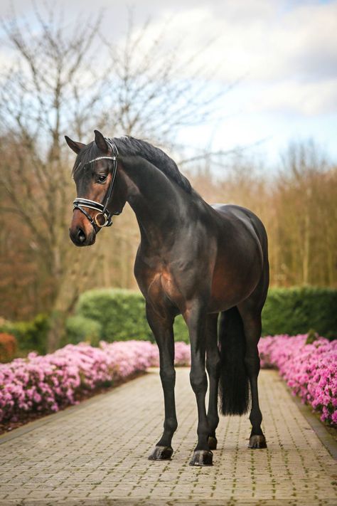 Dressage Aesthetic, Frisian Horse, Horses Galloping, Bay Horses, Horse Competition, Regnul Animal, Warmblood Horses, Horse Coat Colors, Equestrian Aesthetic