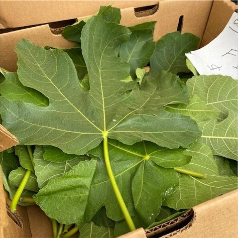 Fig leaves are a valuable yet often underutilized part of the fig tree, offering a range of health benefits from blood sugar regulation to improved cardiovascular health. Fig Leaf Tea, Health Benefits Of Figs, Small Fruit Trees, The Fig Tree, Turmeric Recipes, Fig Recipes, Fig Leaves, Organic Living, Edible Plants