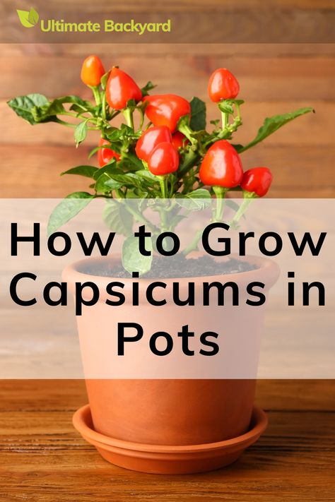 Capsicums growing in a terracotta pot with the text overlay "How to Grow Capsicum in Pots" Growing Capsicum, Capsicum Plant, Plant In A Pot, Ultimate Backyard, Growing Fruit, Grow Your Own Food, Grow Your Own, How To Grow, Fruits And Vegetables