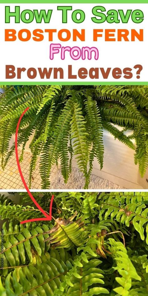 "Boston fern turning brown, brown Boston fern leaves, browning Boston fern, 
Boston fern care, Boston fern problems, Boston fern issues, Boston fern 
maintenance, revive Boston fern, rejuvenate Boston fern, Boston fern 
troubleshooting, Boston fern solutions, ""- How To Grow A Boston Fern
- Boston Fern Care
- Why Is My Boston Fern Turning Brown
- Boston Fern Leaves Turning Brown
- Boston Fern Turning Brown
- Boston Fern Losing Leaves
-boston fern dry leaves""" Indoor Ferns Decor, Fern Care Indoor, Indoor Ferns, Hanging Ferns, Ferns Care, Boston Fern, Inside Plants, Plant Information, Fern Plant