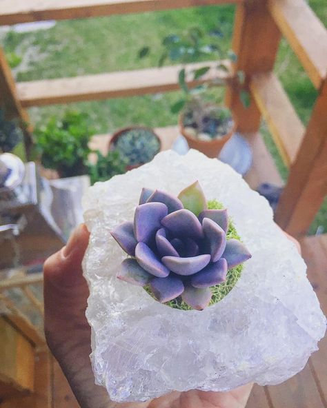 Crystal Succulent Planters Are the Trendy Desk Accessory of Your Dreams Crystal Aesthetics, Windowsill Ideas, Trendy Desk, Bouquet Bar, Trendy Desks, Desert Gardening, Desert Gardens, Spiritual Room, Stone Display