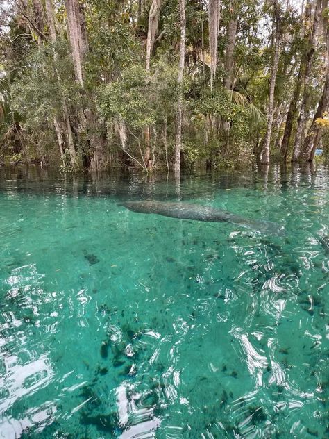 Three Sisters Springs Florida, Florida Manatees, Manatee Florida, Florida Family Vacation, Beautiful Florida, Crystal City, Florida Springs, Camper Camping, Manatees