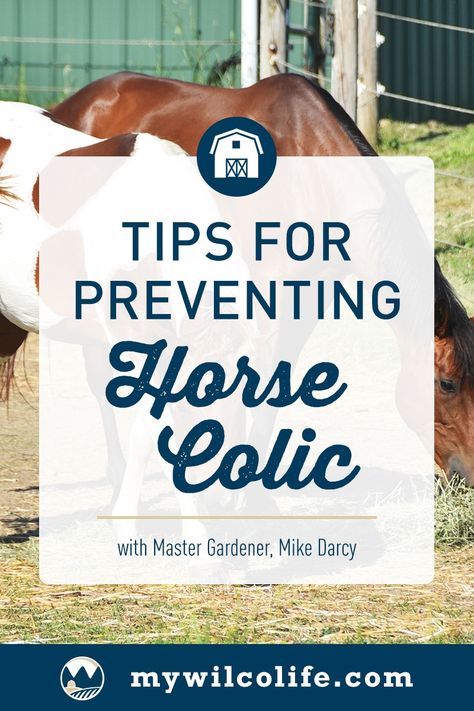 Colic In Horses, Colic Remedies, Excessive Gas, Horse Care Tips, Gastrointestinal System, Sensitive Stomach, Abdominal Pain, Horse Care, Essential Oil Recipes