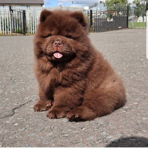 ❤️ 𝗙𝗼𝗹𝗹𝗼𝘄 @chowtimechowchow 𝗙𝗼𝗹𝗹𝗼𝘄 @chowtimechowchow • • •⁠ 𝗟𝗶𝗸𝗲 & 𝗧𝗮𝗴 a friend to share a smile.⁠ • • •⁠ 📸: DM for credit. Brown Chow Chow, Chowchow Dog, Chow Chow Dog Puppy, Chow Chow Puppies, Perros Chow Chow, Black Chow Chow, Chow Puppies, Chow Puppy, Chow Chow Dog