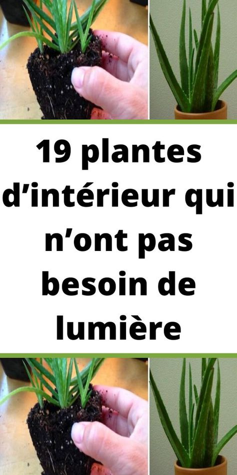 Vous avez certainement des pièces dans votre appartement qui sont moins lumineuses et même des endroits très obscurs. Vous pensez qu’il est impossible de mettre des plantes dans ces lieux et pourtant si pour la plupart, elles ont besoin de lumière pour se développer, il existe des variétés qui supportent parfaitement l’absence de luminosité ou presque ! Voici quelques idées pour vous permettre d’apporter un peu de nature dans les pièces les plus sombres. D’ailleurs certaines d’entre elles Plant Decor, Potted Plants, Planting Flowers, Cactus, Plants, Flowers, Green