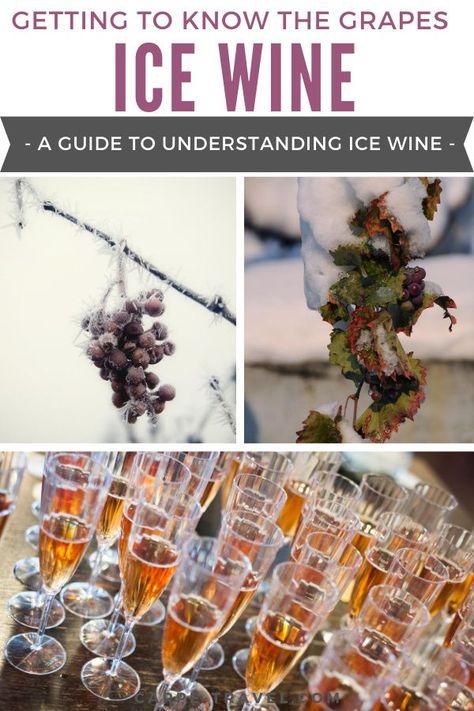 Ice Wine Recipes, Ice Wine Pairing, Winery Vibes, Conqueror Challenge, Minnesota Garden, Wine Chart, Wine Jokes, Wine Tips, Wine 101