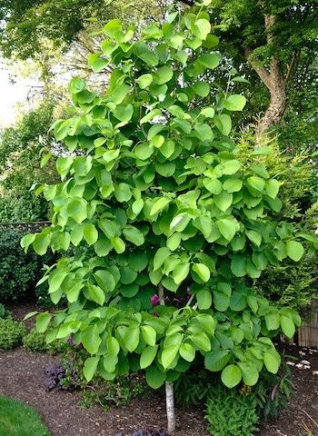 Styrax obassia - Frangrant Snowbell new foliage is brilliant green when emerges fades to a cool-as-a-cucumber pale lime green during summer.  Avoid hot afternoon sun. Styrax Obassia, Pale Lime Green, Afternoon Sun, Garden Plan, Back Garden, Garden Planning, Garden Plants, Lime Green, Cucumber