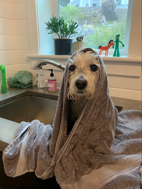 The smell of wet dog Wet Dog Funny, Dog Grooming Aesthetic, Bathing Dog, Dog In Bathtub, Wet Dogs, Puppy Bath, Monthly Reset, Cute White Dogs, Photos Of Animals