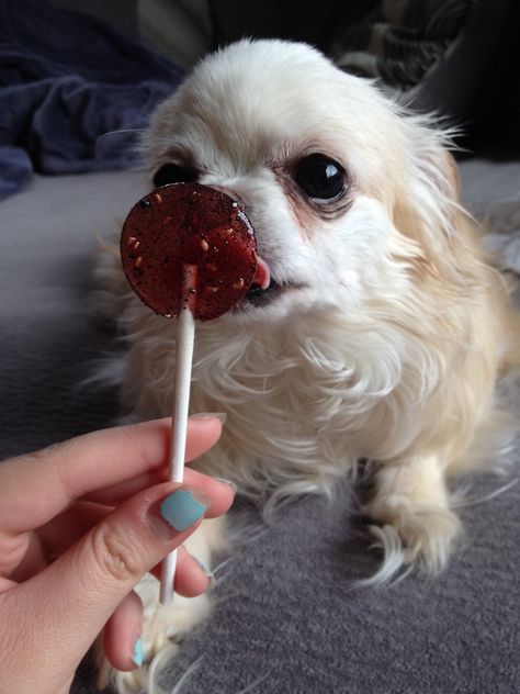 Dog licking a lollipop! So cute! Lick The Lollipop, Dog With Lollipop, Lick You Like A Lollipop Quote, Dog Pupcicle, Slush Puppy, Fur Slides, Lollipop, Memes, Dogs