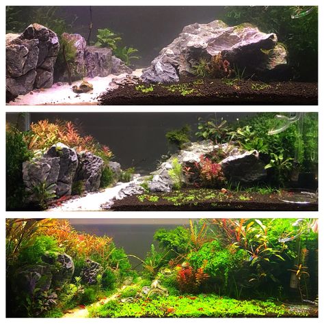 20 Long Aquascape, 55 Gallon Aquascape, 20 Gallon Long Aquascape, Aquascape Ideas, Rimless Aquarium, Amazing Aquariums, Planted Tank, Aquarium Landscape, Aquascape Aquarium