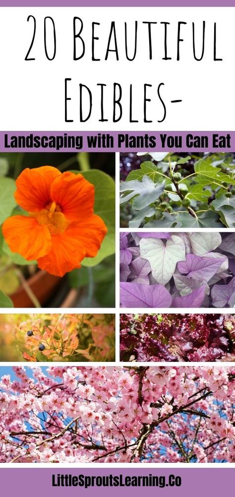 There are so many gorgeous vegetable garden plants that you can tuck into your front yard landscaping and have a beautiful garden. Edible landscaping is functional and fun, and you get grow more in a small space. #ediblelandscaping Growing Food In Front Yard, Edible Landscape Front Yard, Edible Landscaping Front Yard, Edible Front Yard, Landscaping With Edible Plants, Perennial Edible Garden, Chive Flower, Beautiful Gardens Landscape, Planting Fruit Trees