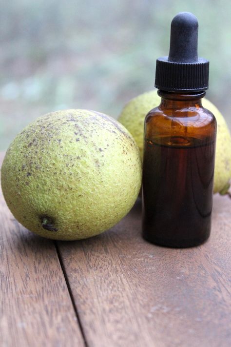 How to Make Black Walnut Tincture (and Powder) Black Walnut Tincture, Herbal Tinctures Recipes, Walnut Tincture, Tinctures Recipes, Black Walnut Tree, Magickal Herbs, Medicinal Herbs Garden, Foraged Food, Herbal Tinctures