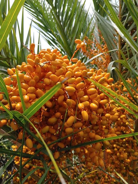 Date Plant, Fresh Dates, Fruit Photography, Food Goals, The Tree, Nature Lover, Dates, Fruit, Plants