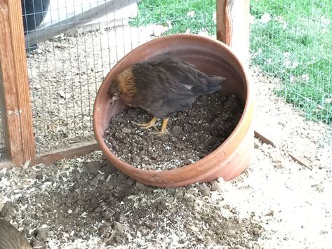 Diy Chicken Dust Bath Container, Diy Chicken Dust Bath Ideas, Chicken Dirt Bath Ideas, Dirt Bath For Chickens, Chicken Dust Bath Ideas Covered, Diy Dust Bath For Chickens, Chicken Dust Bath Containers, Chicken Dust Bath Recipe, Chicken Dirt Bath