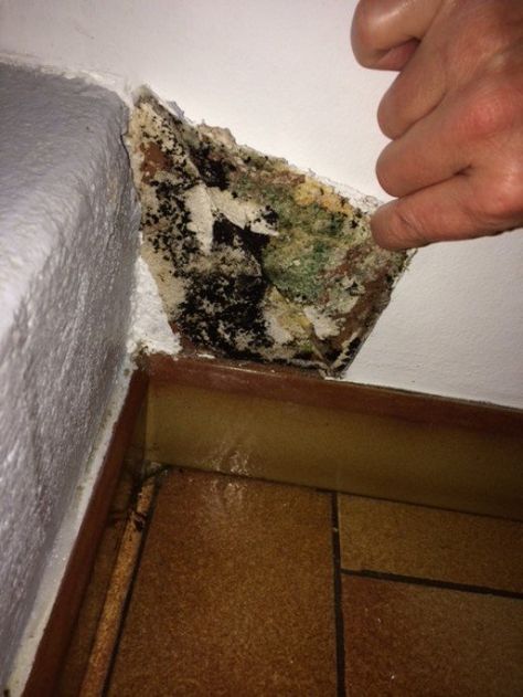 Exhausted by itchy bites, crawling and pinprick sensations, and something invisible flying in your face? Mystery solved: Here is how I dealt with black mold in my home. Get Rid Of Black Mold, Bathroom Mold Remover, Aloe Vera For Sunburn, Home Remedies For Allergies, Rid Of Bed Bugs, Toxic Mold, Black Mold, Natural Remedies For Migraines, Mold In Bathroom