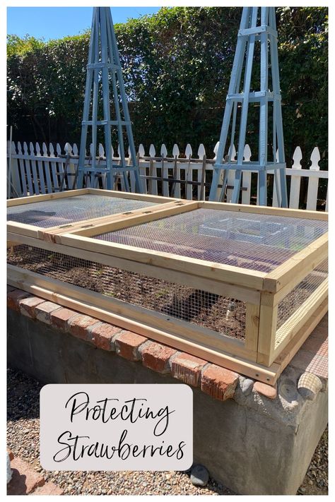 This sturdy cage is perfect for protecting plants from pests. Planting Strawberries, Benefits Of Healthy Eating, Strawberry Beds, Hardware Cloth, Neck Warmers, Greenhouse Ideas, Growing Strawberries, Strawberry Plants, Garden Plans