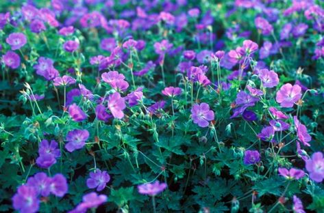 Geranium 'Rozanne' (Cranesbill) Rozanne Geranium, Geranium Rozanne, Cranesbill Geranium, Hardy Geranium, Full Sun Perennials, Geranium Flower, Sun Garden, Plant Combinations, Front Yard Garden