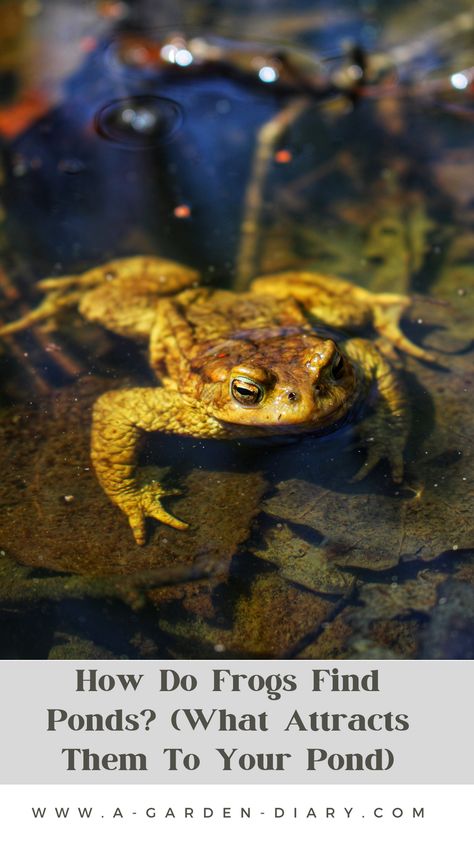 What makes frogs flock to certain ponds? This comprehensive guide explores the natural instincts and environmental triggers that lead frogs to your pond. Learn how to attract and retain frogs by creating a habitat that meets their needs, from water quality to vegetation. With these tips, you can transform your pond into a thriving ecosystem where frogs can flourish, adding beauty and balance to your garden. Succulent Bowls, Garden Diary, Floating Plants, Hiding Spots, Calm Water, Water Quality, Backyard Oasis, Ecosystem, Amphibians