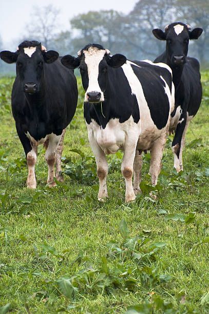 Baby Cow Aesthetic, Cows In Pasture, Cows In A Field, Three Cows, White Cows, Breeds Of Cows, Cow Photography, Holstein Cow, Cow Photos