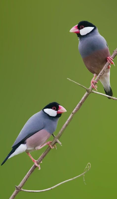 Capuchino arrocero de Java - Java Sparrow - Javareisfink - Padda de Java Java Finch, Java Sparrow, Zebra Finches, Finches Bird, Lovely Creatures, Australian Birds, Rare Birds, All Birds, Exotic Birds