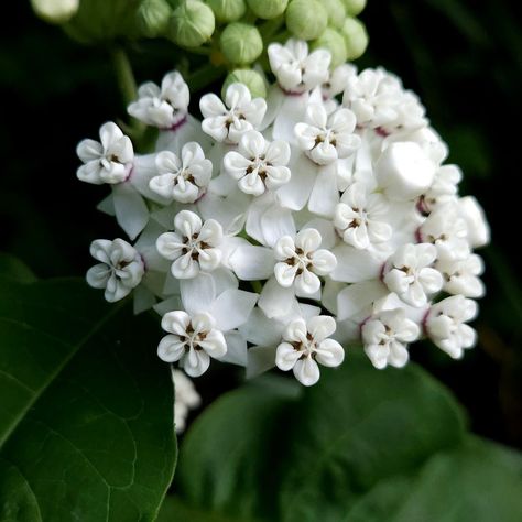 Swamp milkweed ( asclepias incarnate) Swamp Plants, Narrowleaf Milkweed, Tropical Milkweed, Showy Milkweed, Swamp Milkweed, Pretty Nature, Flowers White, Flower Garden, Plants