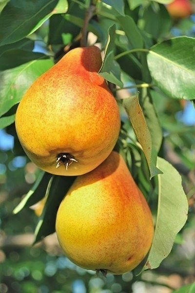 Flowers And Fruit Still Life Photography, Pear Photography, Pear Drawing, Pop Culture Magazine, Life Drawing Reference, Fruits Photos, Fruit Picture, Still Life Fruit, Fruit Photography