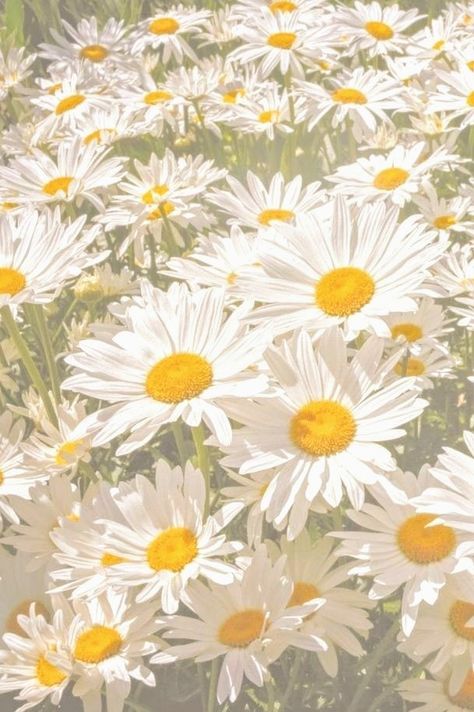 Green Asthetic Pictures, Wallpaper Tumblr Aesthetic, Daisy Aesthetic, Aesthetic Daisy, Daisy Fields, Field Wallpaper, Asthetic Picture, Daisy Wallpaper, Daisy Field