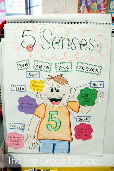 5 Senses Activities | The First Grade Parade with Printables from Pencils, Glue, and Tying Shoes Senses Anchor Chart, Curriculum Themes, 5 Senses Activities, First Grade Parade, Senses Preschool, My Five Senses, Science Anchor Charts, Lesson Activities, Senses Activities