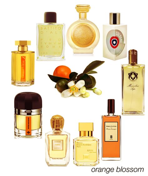 A perfect combo of citrus and floral, orange blossom: Hyde Park, ELDO Cologne, Sofia, Fleurs d'Orangeur, APOM Femme, Tarifa, Entre Naranjos, Seville a l'Aube, and Battito d'Ali. #niche #perfume #luckyscent Orange Blossom Perfume, Orange Perfume, Fragrances Perfume Woman, Perfume Collection Fragrance, Niche Perfume, Beautiful Perfume, Perfume Scents, Perfume And Cologne, Perfume Design