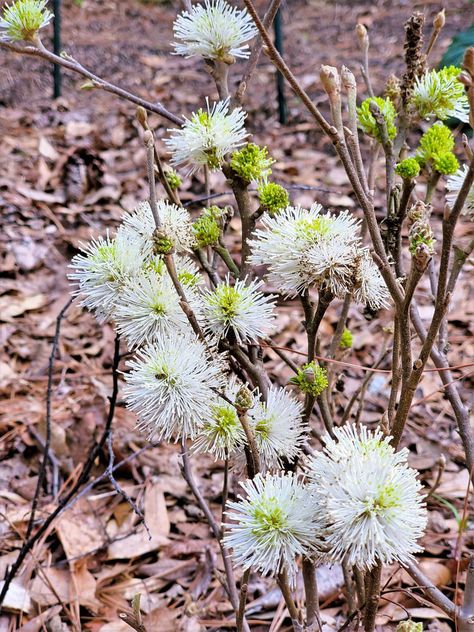 Replace Non-native Shrubs With High Impact Native Shrubs Shrubs For Dry Shade, Privacy Backyard, Fast Growing Privacy Shrubs, Spirea Bush, Small Evergreen Shrubs, Landscape Diagram, Shrubs For Landscaping, Black Willow, Evergreen Bush