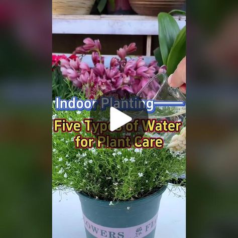 Indoor Planting, Albanian Recipes, Garden Remedies, Planting Tips, Indoor Greenhouse, Plant Pests, Hydrangea Care, Garden Hacks, Natural Fertilizer