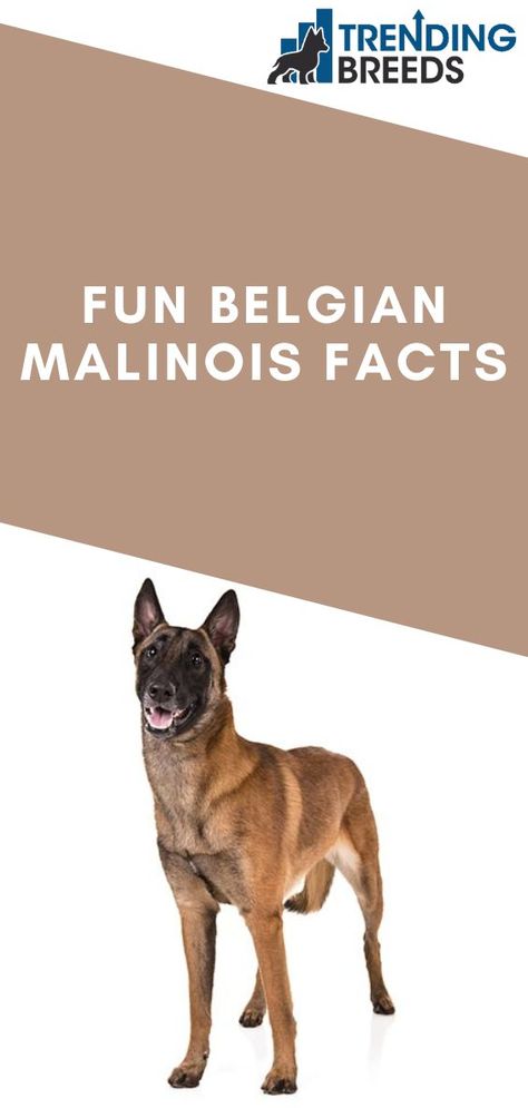 Belgian Shepherd Malinois, Belgian Malinois Puppies Training, Belgian Malinois Training, Malinois Training, Malinois Shepherd, Malinois Funny, Silver Belgian Malinois, Mahogany Belgian Malinois, Australian Shepard Mix