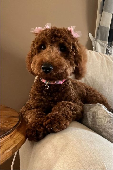 Dog With Bows In Hair, Poodles With Bows, Brown Mini Goldendoodle, Dogs Golden Doodles, Poodle With Bows In Hair, Golden Poodle Puppy, Goldendoodle With Bow, Golden Doodle With Hair Bows, Dogs With Bows In Hair