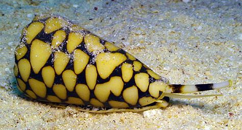 The marbled cone snail's siphon and proboscis (Courtesy of Jeanette and Scott Johnson) Cone Snail, Cone Shell, Life Under The Sea, Molluscs, Amazing Animal Pictures, Dangerous Animals, Snail Shell, Breathtaking Places, Water Life