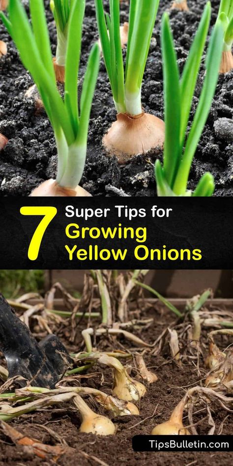 Learn how to grow yellow onions from onion seeds and sets and care for them for a healthy harvest. Since these veggies need cool weather to start growing, planting onions in the early spring is essential to ensure they form bulbs through the warm season. #howto #grow #yellow #onions Growing Onions From Bulbs, Onion Planting How To Grow, How To Grow Onions, Planting Onions Bulbs, Onion Varieties, Garden Onions, Onion Growing, Onions From Seed, Plant Onions