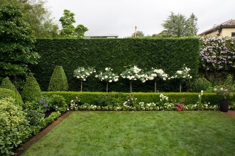 Landscape hedges are awesome ways to provide front yard (or backyard) privacy screens through the use of a living fence-like idea. The best landscaping hedge ideas are those that work with your own lawn and landscape design to create an abundance of plants, buxus, topiaries, tree, for tuin-like inspiration surrounding home privacy. #landscapehedgeideas #livingfences #besthedgeideas #bestlivingfences Landscape Hedge Ideas, Privacy Hedge Ideas, Hedge Ideas, Hedges Landscaping, Backyard Privacy Screen, Cedar House, Privacy Hedge, Garden Hedges, Living Fence