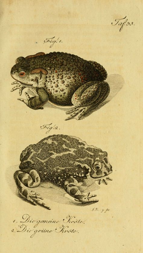 1. Die gemeine Kröte, 2. Die grüne Kröte, Herrn de la Cepede's Naturgeschichte der Amphibien, oder der eierlegenden vierfussigen Thiere und der Schlangen, 1800-1802 Art Inspiration Ideas, Frog Illustration, Nature Sketch, Science Illustration, Frog Art, Scientific Illustration, Reptiles And Amphibians, Nature Illustration, Science Art