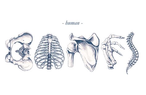 Human Bones on Behance Bones Human, Notebook Wallpaper, Medical Artwork, Anatomy Tattoo, Landscape Posters, Human Body Art, Med School Motivation, Human Bones, Line Art Vector