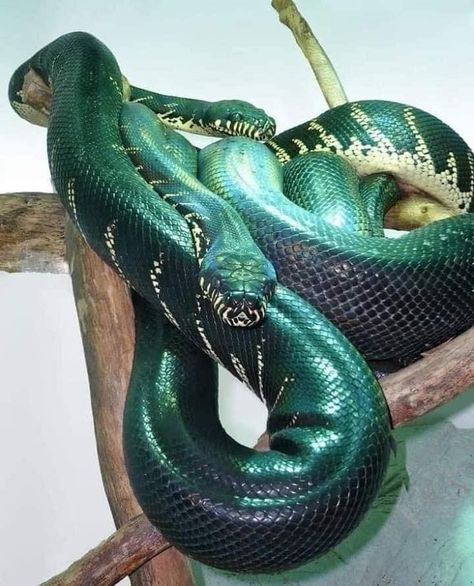 Colorful And Mesmerizing Snakes (16 Pics) - I Can Has Cheezburger? Cool Snakes, Colorful Snakes, Pretty Snakes, Cute Snake, Cute Reptiles, Beautiful Snakes, Pet Snake, Reptile Snakes, Green Snake