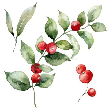 Watercolor Christmas set of red berries, leaves and branches. Hand painted winter plant isolated on white background stock illustration Winter Berries Watercolor, Winter Leaves, Abstract Christmas, Leaves And Branches, Winter Plants, Christmas Painting, Watercolor Christmas Cards, Christmas Set, Botanical Watercolor