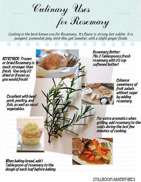 StillRoom Adventures:  Culinary Uses for Rosemary:    This is a rewrite of my original post on rosemary.  I have added a bunch of new information, graphics and photos.  It is long and exhaustive and covers just about everything you ever wanted to know about this wonderful plant.  Now it really is "The Ultimate Guide to Rosemary!" Herbal Potpourri, Uses For Rosemary, Herb Journal, Potpourri Recipes, Kitchen Witchery, Herb Recipes, Herbal Recipes, Information Graphics, Fresh Rosemary