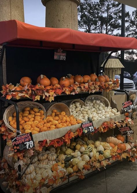 Merchandising Ideas, Trader Joe’s, Trader Joe, Trader Joes, Merry Christmas, Orange, Christmas