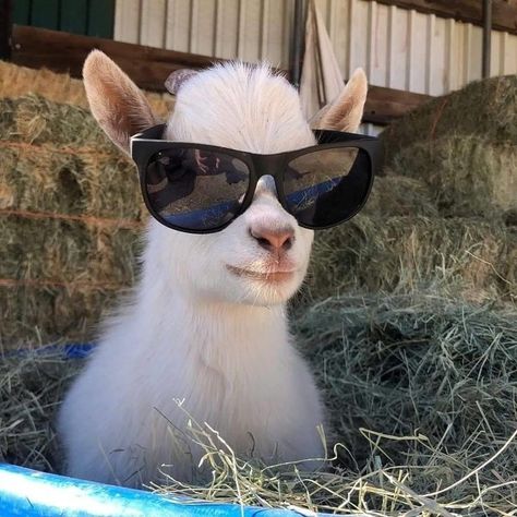 Cele Mai Drăguțe Animale, Goats Funny, Baby Farm Animals, Flipagram Instagram, Baby Goat, Cute Goats, Wearing Sunglasses, Baby Goats, Pretty Animals