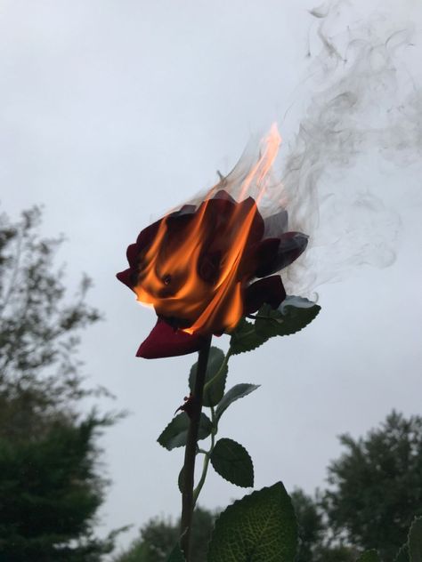 Rose On Fire, Burning Flowers, Burning Rose, Art Alevel, Greek Mythology Tattoos, Roses Book, Rosé Aesthetic, Rose Pictures, Spooky Scary