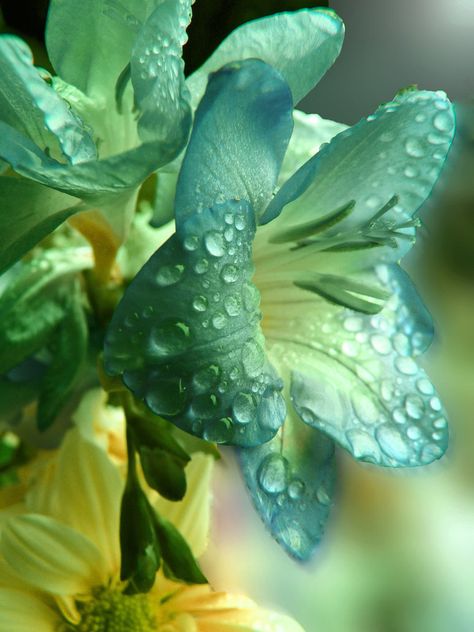 Drops Of Water, Water Droplets, Exotic Flowers, Flower Beauty, Beautiful Blooms, The Flowers, Ikebana, Green Flowers, Amazing Flowers