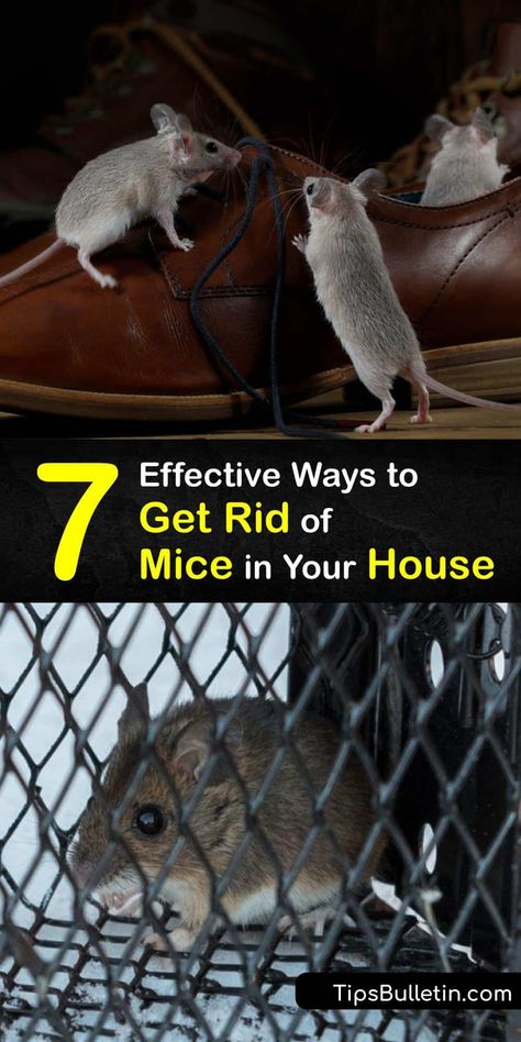 Discover ways to get rid of house mice and prevent a mouse infestation. It’s easy to eliminate this rodent with a peanut butter trap. The best way to prevent mice from getting into your home is to seal all entry points and deter them with peppermint oil. #howto #getridof #house #mice Home Remedies For Mice, Peanut Butter Mouse, Mice Prevention, Mouse Poison, Roach Infestation, How To Deter Mice, Mice Infestation, Catch A Mouse, Diy Bug Spray