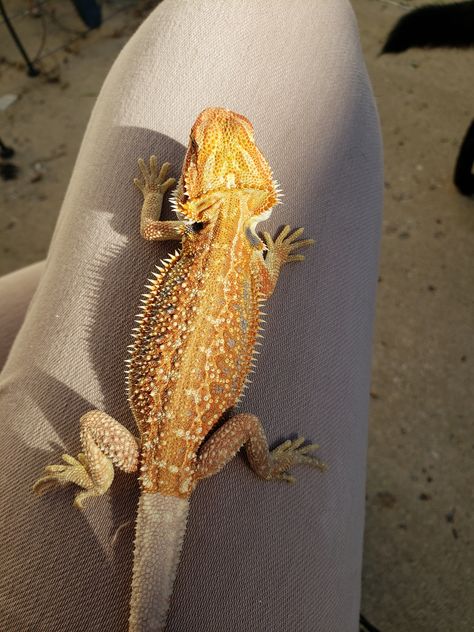 dunner bearded dragon Leopard Gecko Funny, Bearded Dragon Morphs, Fancy Bearded Dragon, Red Bearded Dragon, Bearded Dragon Colors, Stripped Pattern, Bearded Dragon Cute, Bearded Dragon Care, Pet Lizards